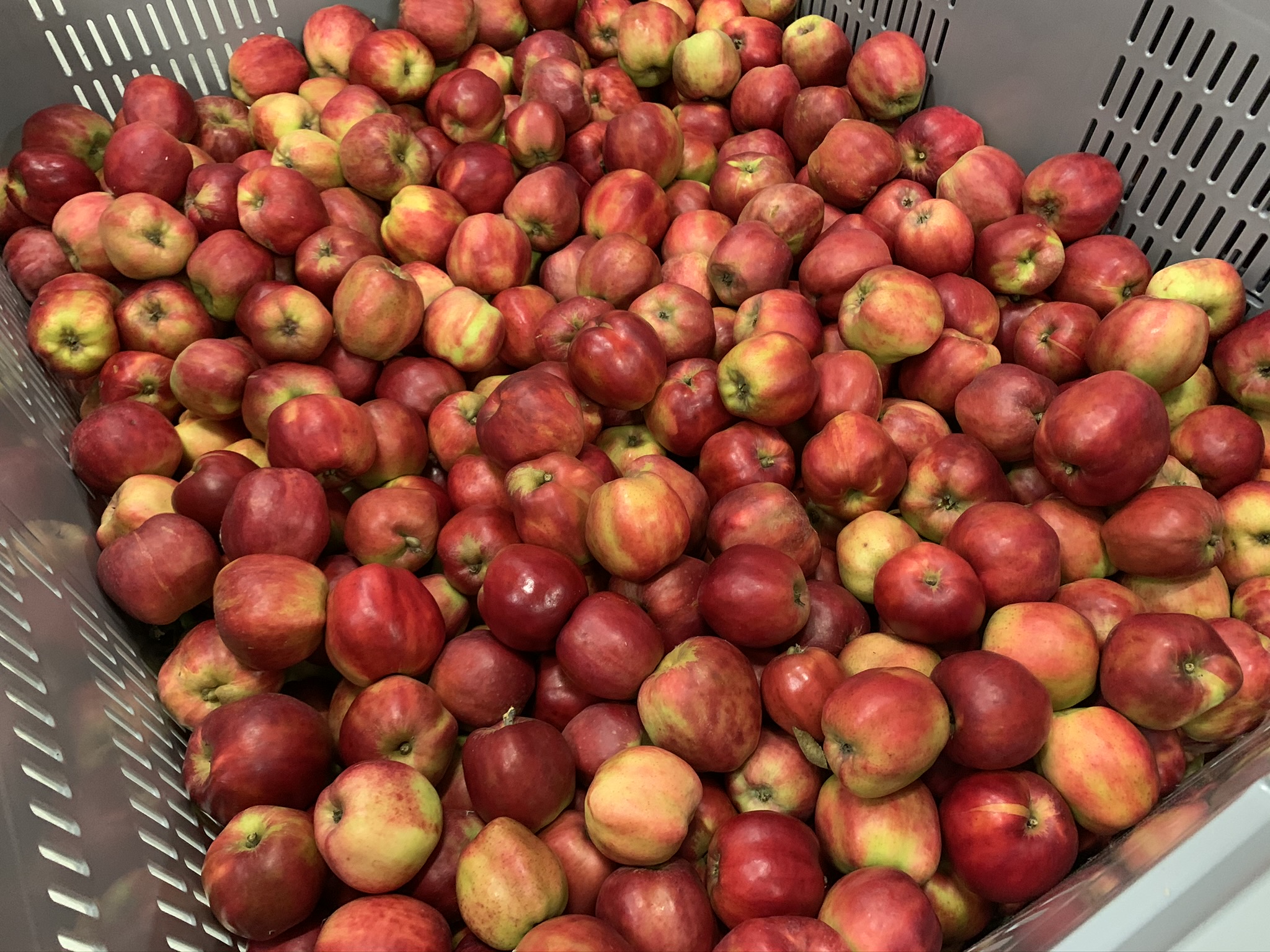 FruktKlima - Technological solutions for optimal fruit handling