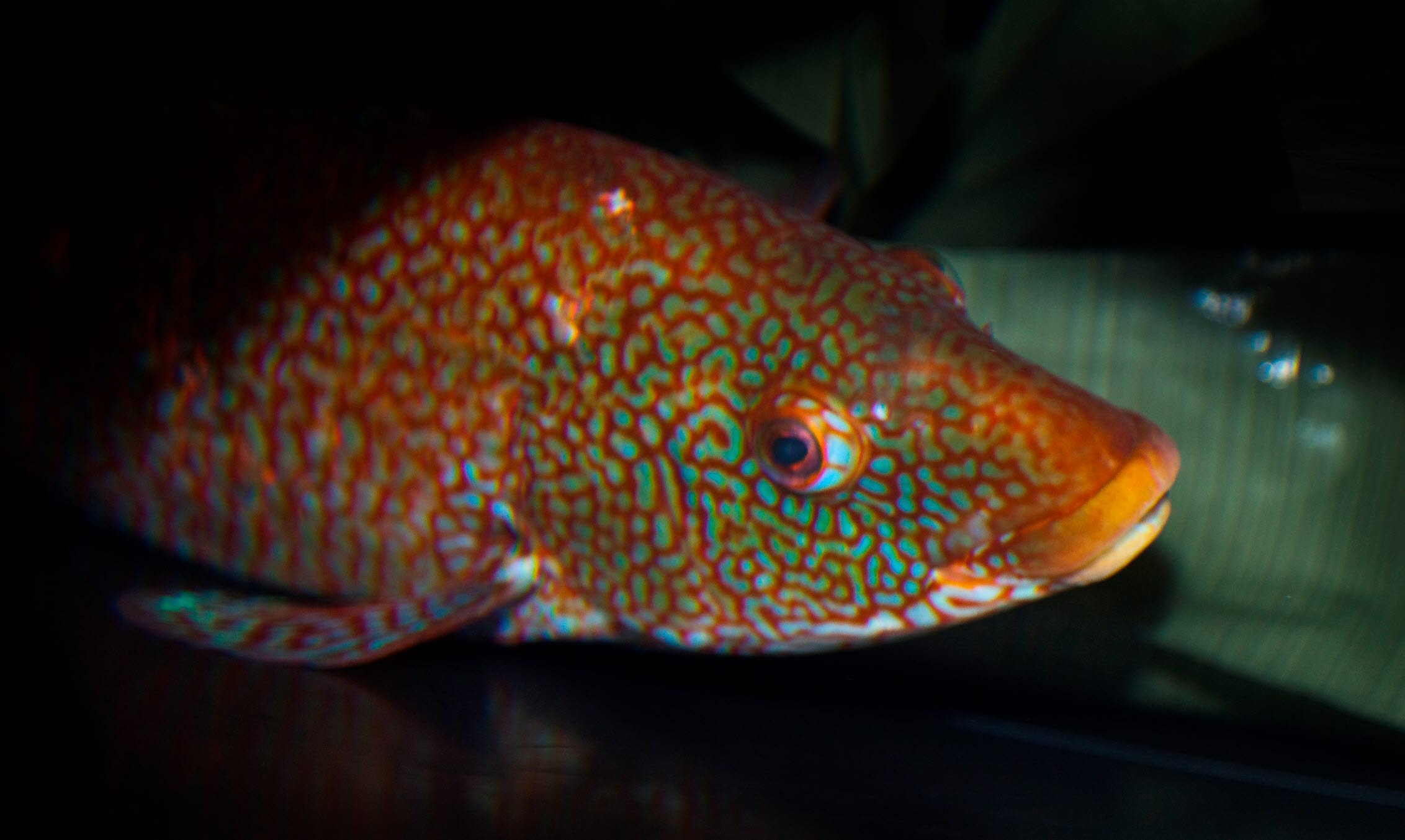 Production of ballan wrasse