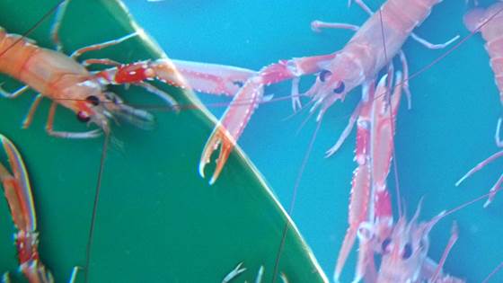 KLAR – concept for live storage of several marine species
