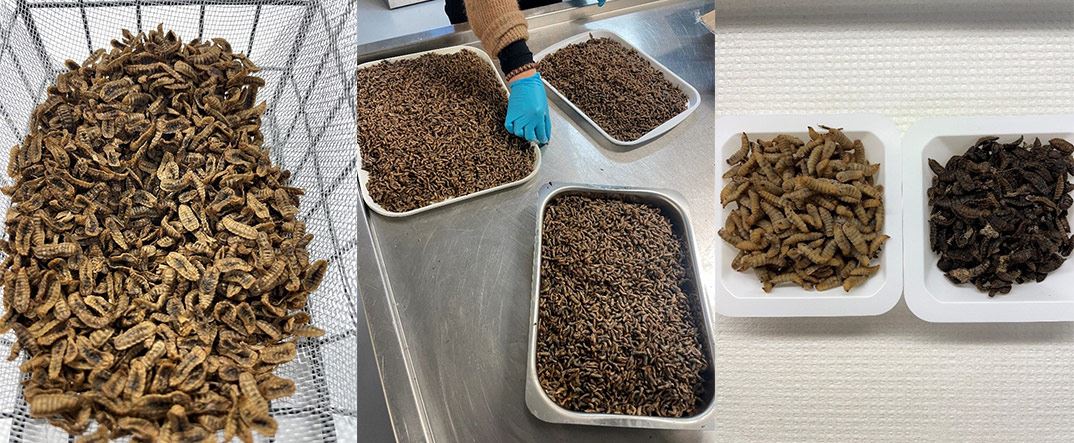 insekter i forskjellige bokser
