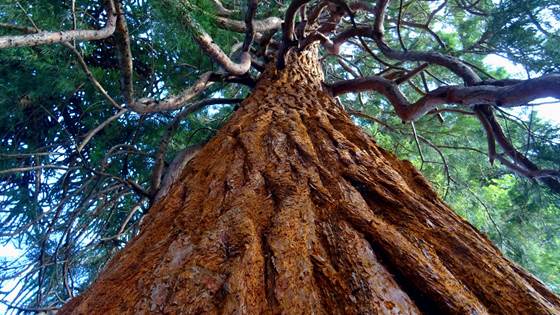 BarkCure - Condensed tannins from Norwegian pine and spruce bark - antiparasitic effects and potential commercial exploitation