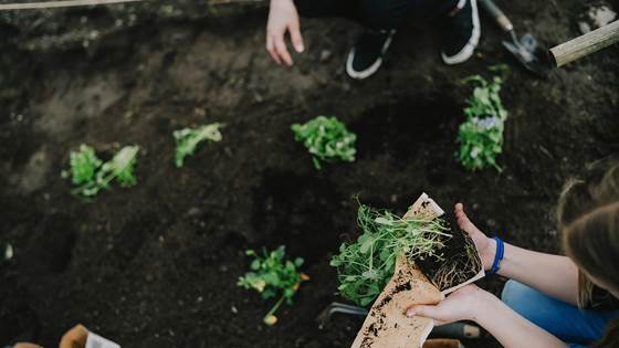 Mapping of rest raw material from Norwegian agriculture as potential packaging material (Agriwaste)