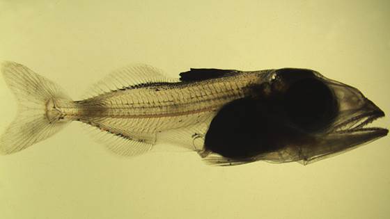 Hoppekreps som levende fôrorganismer til tunfisklarver (Atlantisk bluefin tuna, Thunnus thynnus L.)