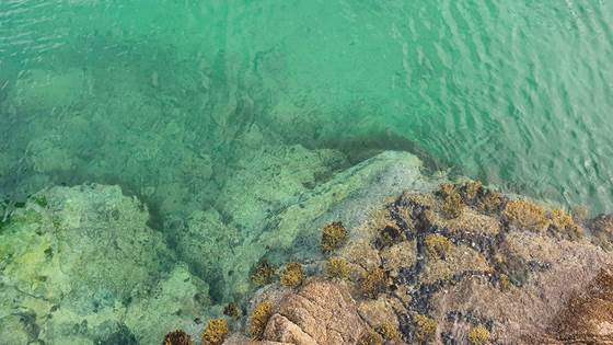 SeaWeave: Novel functional textiles from red and brown seaweed