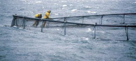 Development of ROV as a tool for automated simultaneous net operations  in aquaculture cages